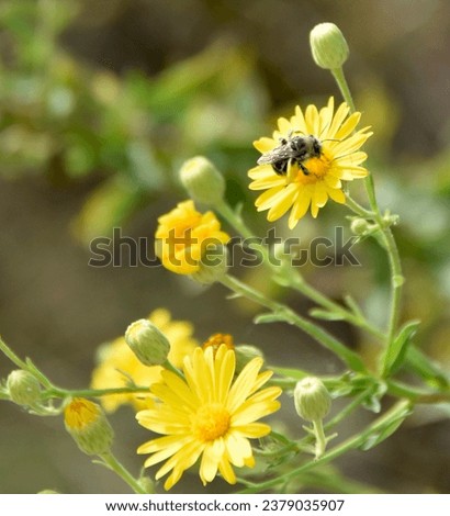Honey bee on Chrysopsis mariana at Sweet Water Preserve, Gainesville, FL— Autumn hikes in Florida Royalty-Free Stock Photo #2379035907