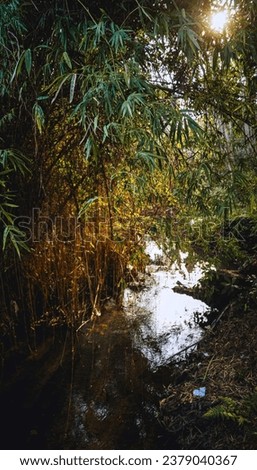 photo with a background of bamboo trees and a small river flowing around it