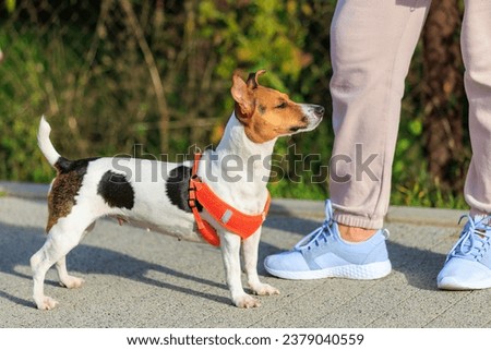 Jack Russell Terrier dog on a walk. Portrait with selective focus and copy space