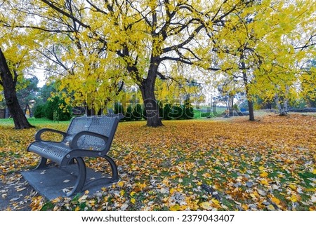 Chair bench in front of a lake sea fall leaves on the floor blur water blue sky fall view orange brown red leaves yellow leaves quiet place falla autumn picture landscape