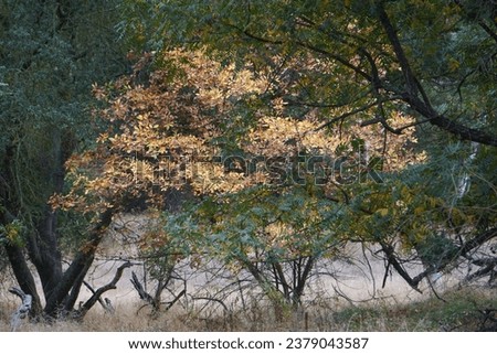 A yellow autumn tree among green trees