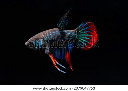 Male Betta Imbellis isolated on black background. Siamese Fighting Fish or Peaceful Betta.