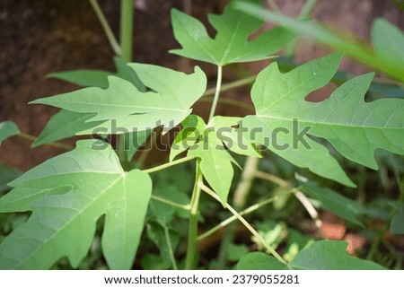 Leaves of papaya background, papaya leaves