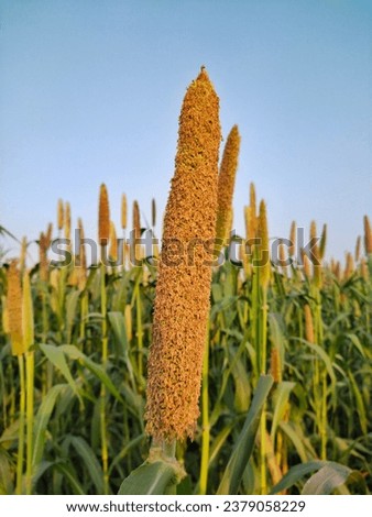 A beautiful picture of Millet
