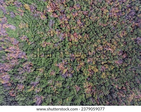 Aerial view rubber tree forest plantation, Top view of rubber latex tree and leaf plantation, Business rubber latex agriculture, Ecosystem and healthy environment concepts and background., Vietnam Royalty-Free Stock Photo #2379059077
