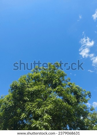Beautiful sky. with beautiful manga tree leaves