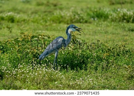 A Grey Heron with a lizard in its mouth standing over a grassy field