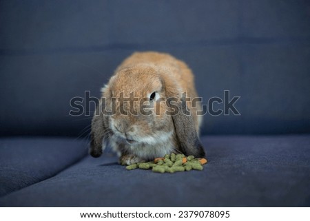 Fluffy rabbit eating pellets on white background carpet. Cute bunny eating time. Rabbit  Bunny. Bunny on black background.