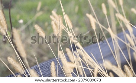 Field of green bristle grass at its later stages of life