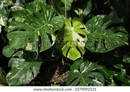 Monstera Thai Constellation with new leaves. Royalty-Free Stock Photo #2379092531