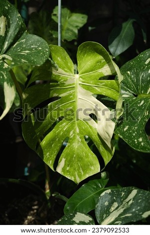 Monstera Thai Constellation with new leaves. Royalty-Free Stock Photo #2379092533