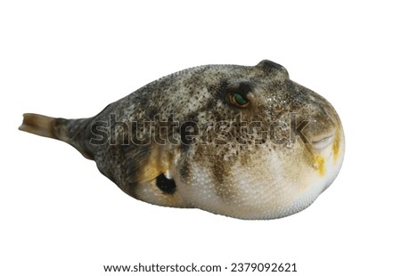 Puffer fish (also called blowfish) 