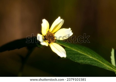 beautiful macro flowers with blur and bokeh in spring with wonderful colors for wallpapers or web pages