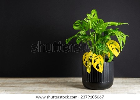 Monstera Adansonii. Improper care, neglected ornamental plants. Copy space. Royalty-Free Stock Photo #2379105067