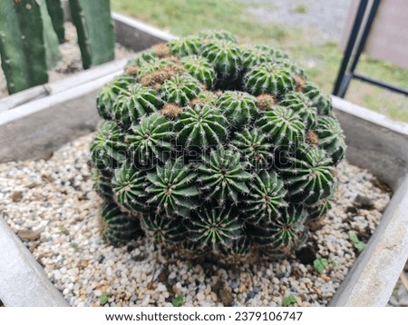 Cactus, an ornamental flowering plant, is drought tolerant.