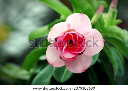 Blooming pink adenium flower and buds with green leaves background