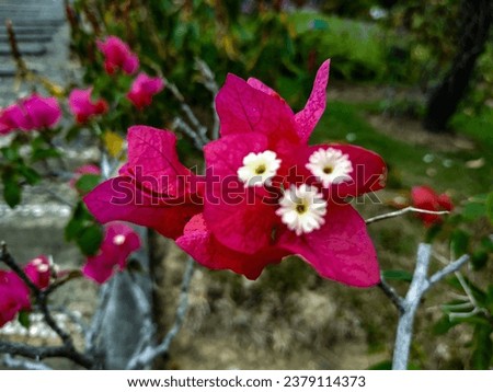 photo, image of beauty nature for wallpaper or background red paper flowers