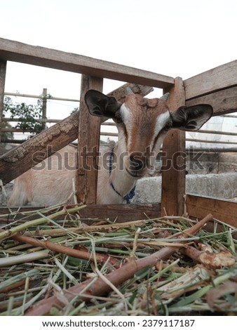 Goats are kept in captivity in a village in Indonesia