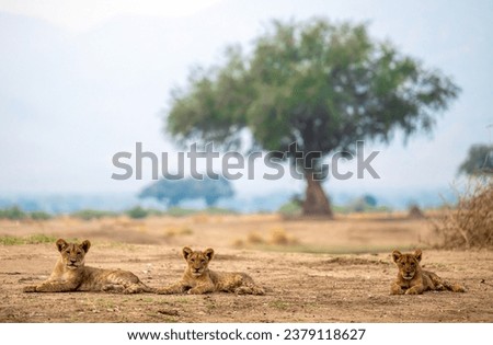 Lions cubs are seen in Mana Pools National Park in Zimbabwe on 17 October 2023 Royalty-Free Stock Photo #2379118627