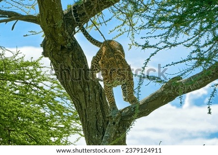 A hunter Leopard climbing a tree branch