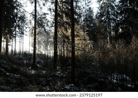 View of trees during the winter on the morning