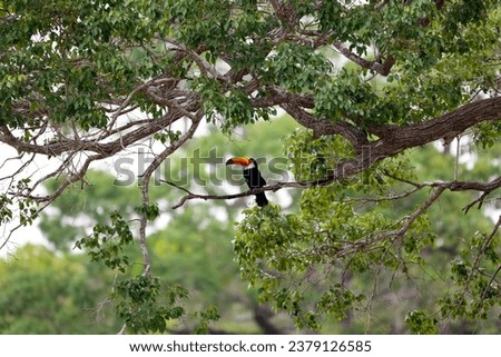 Toco Toucan sitting on a branch of a green tree, Pantanal Wetlands, Mato Grosso, Brazil
