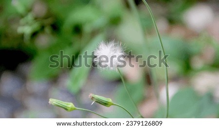Spring dandelion on blurred green background.