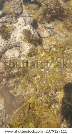 photo of several types of coral reefs on the rocky coast