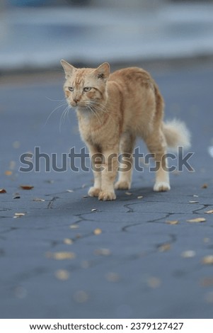 Brown cats  on the street floor with blur background