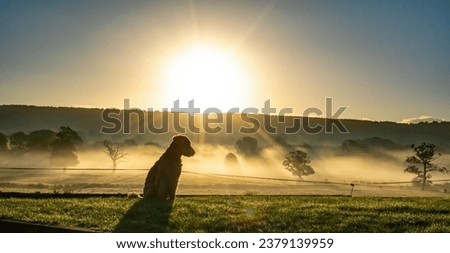 National pet month. An Airedale Terrier dog sitting alone watching an early morning sunrise. Lens flare, saturated colors and dark silhouette give this picture magic. Misty fields and orange skies.