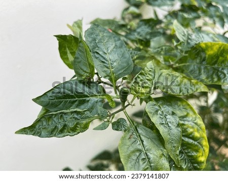 Stunted growth and Low pepper production Royalty-Free Stock Photo #2379141807