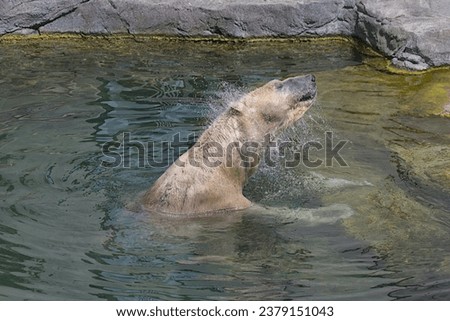 Big polar bear is swimming in the blue water. Animals in wildlife. They are some of the largest carnivores on Earth.