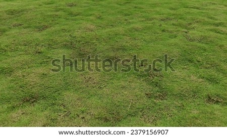 Picture of Green Grass Field