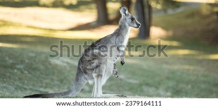 animal kangaroo spider emu wombat