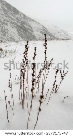 The plants buried in the snow, which created a beautiful picture, and the falling snow
