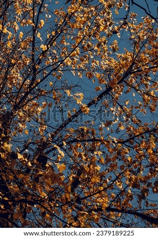 Beautiful golden tree foliage background