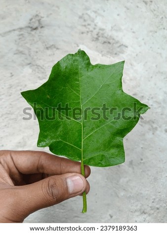 The leaves of the cepokan fruit are green, these leaves resemble or form a pentagon. This photo was taken when it rained