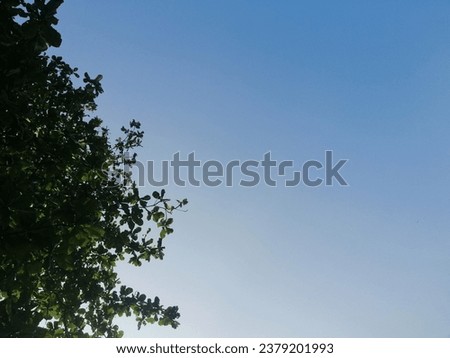Natural background, some green leaves and blue sky. Green leaf shoots from the tip of the tree, set against a clean blue sky in the morning.