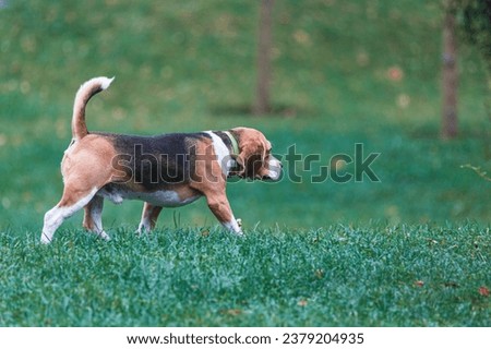 A dog walks outside in the fall. Portrait of an animal. Pet. Active rest for dogs