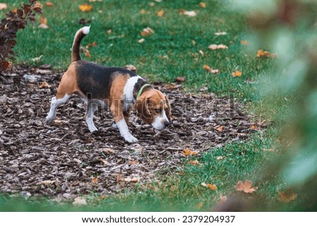 A dog walks outside in the fall. Portrait of an animal. Pet. Active rest for dogs