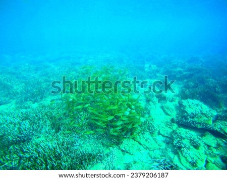 Underwater picture from the Mediterranean Sea. In the picture, a large school of fish and sea grass. (seaweed, neptune grass)