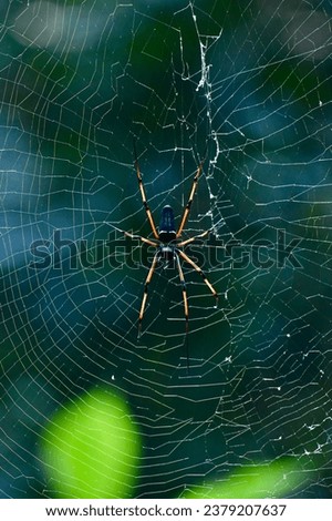 Giant Huntsman or Wood Spider making a Web