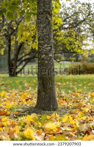 close up of tree in a park with autumn leaves around