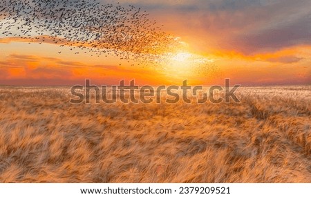 Silhouette of birds flying over wheat field at sunset