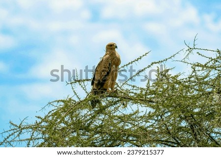 A tawny eagle sitting on a tree branch