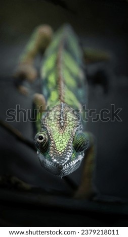 A image of Panther chameleon