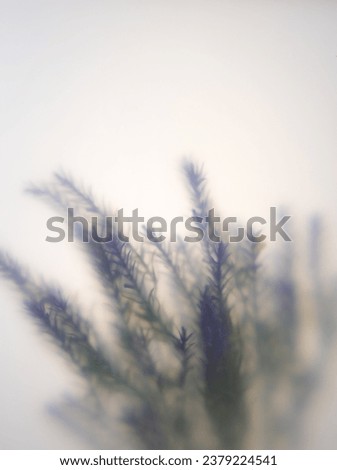Purple lavender flowers behind a white matte glass blurry,soft focus,DOF- depth of field