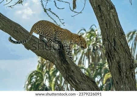 A hunter leopard climbing a tree branch