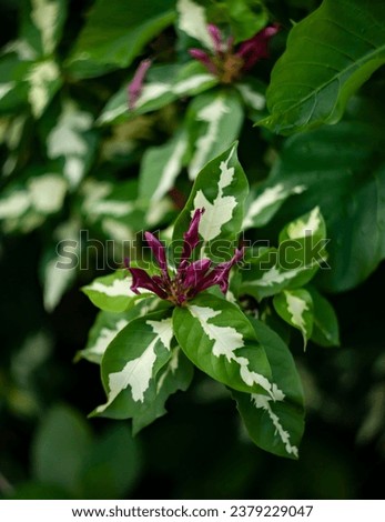  Violet flowers and spotted green and yellow leaves of Graptophyllum pictum, known as Caricature-plant, Karotong or Temen. Royalty-Free Stock Photo #2379229047