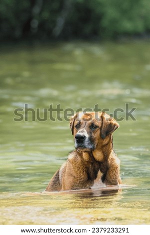 A beautiful dog sits on the bank of the river. The dog swims in clear, blue water. Background with copy space.